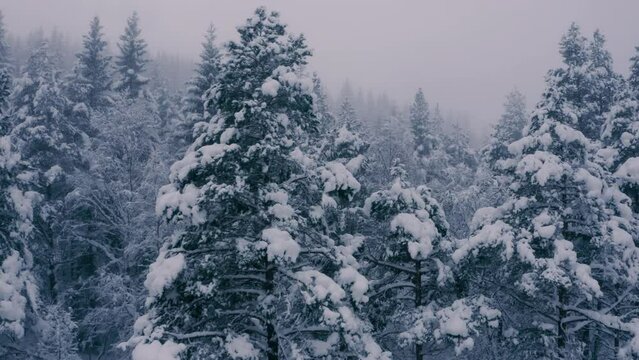 Slow motion winter flight between snow covered trees, low and detailed view of the mystical foggy frozen forest, 4k, 50fps