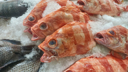 Orange fish on ice.