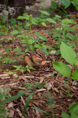 Chipmunk eating a nut on the ground in the forest. Ontario, Canada