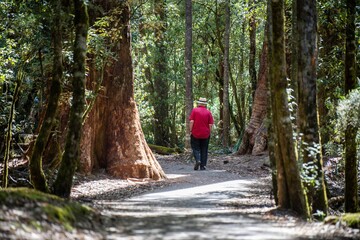 hiking on a walking path in a park in a national nature park. taking a bush walk in Summer in a national park