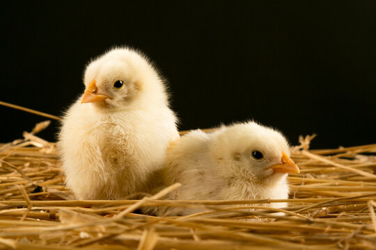 Fot de estudio de dos pollitos amarillos sobre paja.