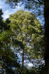 Beautiful native rainforest in a national park in Tasmania Australia 