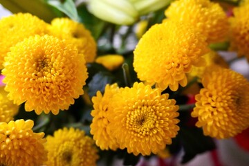 yellow chrysanthemum flowers