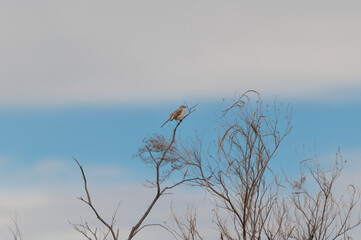 A Northern Mockingbird at Big Bend National Park in Texas