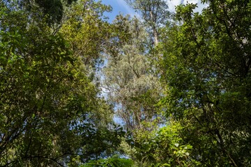 tourist hiking in a national park, taking a photo and looking at the forest in tasmania australia in summer
