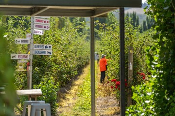 picking raspberry on a berry farm in tasmania australia. garden full of berries