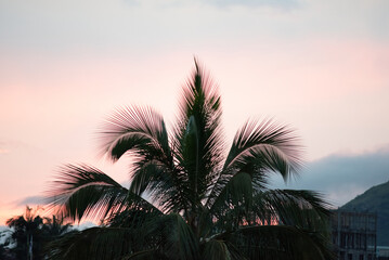 Palm tree in the evening in Yaounde,  Cameroon