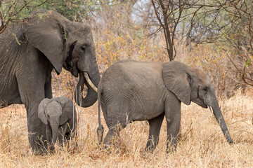 African Elephant family in Tarangire National Park, Tanzania