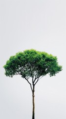 A single green tree stands against a backdrop of a white sky.
