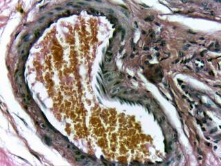 photo of animal tissue under the microscope
