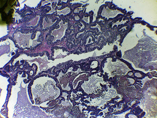 photo of animal tissue under the microscope
