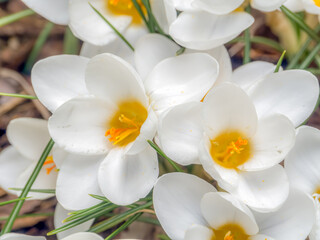 White crocuses in blossom