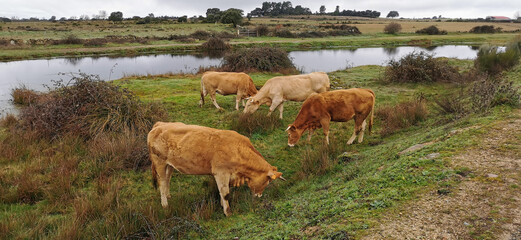 Rural and agricultural detail of animals grazing freely in the fields. Northeast of Portugal. Wonderful travel and nature.