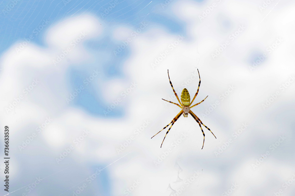 Wall mural spider on the web