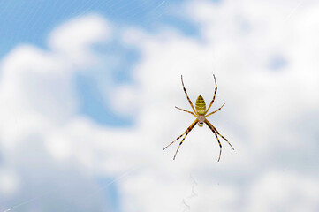 spider on the web