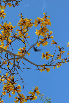 A hummingbird flaps his wings extremely fast while sucking nectar from one of the thousands of yellow flowers in a Brazilian tree whose scientific name is Handroanthus albus.