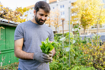 Young arabic eastern positive smiling bearded farmer in casual clothes and work gloves is holding fresh slat leaves, in his urban vegetable horticultural flower garden on sunny weekend day