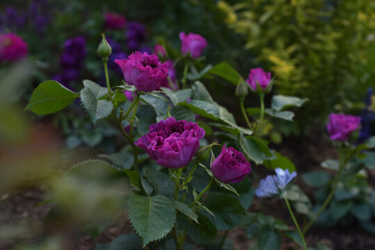 Beautiful roses Minerva
