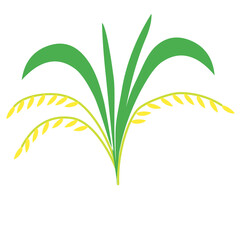 paddy vector icon