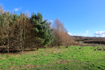 An evergreen tree amongst all the bare branches of a woodland landscape