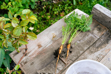 Freshly picked carrots are displayed on a wooden table, highlighting their natural origins and...