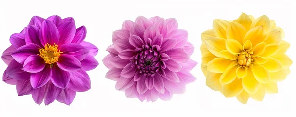Foto auf Acrylglas Three colorful fresh spring flowers isolated on white background in a row, bright color of pink, purple, yellow. © BackgroundHolic