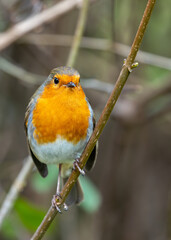 Robin Red Breast (Erithacus Rubecula): A Feathery Friend at Dublin's Botanic Gem