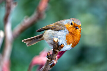 Robin Red Breast (Erithacus Rubecula): A Feathery Friend at Dublin's Botanic Gem