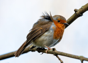 Robin Red Breast (Erithacus Rubecula): A Feathery Friend at Dublin's Botanic Gem