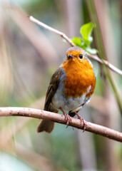 Robin Red Breast (Erithacus Rubecula): A Feathery Friend at Dublin's Botanic Gem