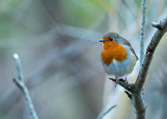 Robin Red Breast (Erithacus Rubecula): A Feathery Friend at Dublin's Botanic Gem