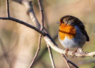 Robin Red Breast (Erithacus Rubecula): A Feathery Friend at Dublin's Botanic Gem