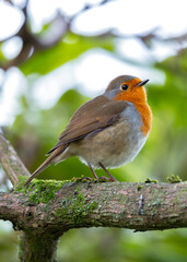 Robin Red Breast (Erithacus Rubecula): A Feathery Friend at Dublin's Botanic Gem
