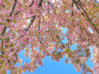 Pink cherry blossom in spring. Cherry tree branches against a blue sky. Pink apple blossoms in full...