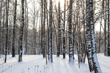 Birch grove in the winter day