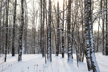 Fototapete Birkenhain Birch grove in the winter day