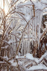 Effects of freezing rain, icicles on the bushes