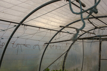 the interior of a domestic greenhouse