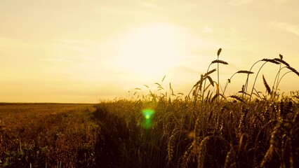 Yellow wheat field, ears of wheat swaying in wind. Golden ears of grain slowly sway in wind...