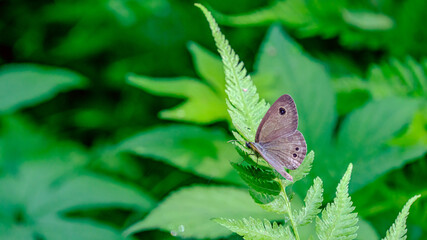 ジャノメチョウ