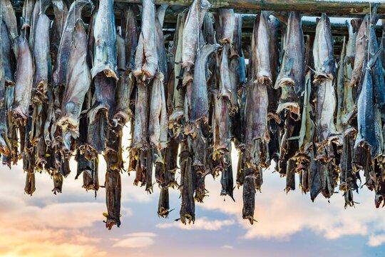 Cod stockfish drying on rack, Hamnoya, Moskenesoy, Lofoten, Norway, Europe