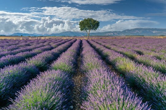 Single tree at the end of rows of flowering lavender, lavender field with mountains in the background, Plateau de Valensole, Brunet, Alpes-de-Haute-Provence, France, Europe