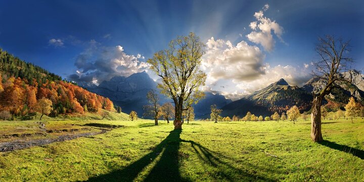 Grosser Ahornboden Panorama with autumnal colourful gnarled maple tree in low sun below the Spritzkar and Grubenkar Karwendel peaks with bizarre cloudy sky, Engalm, Engtal, Karwendel, Pertisau