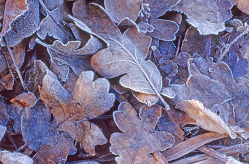 Early fall weather has coated these fallen oak leaves with frost