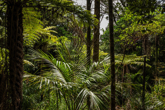 Understory In a Coastal Kauri and Broadleaf Forest Near Auckland New Zealand