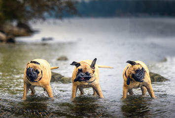  2022-10-05 THREE BULLMASTIFFS STANDING IN A LAKE SHAKING ITS HEAD SPRAYING SPIT AND WATER
