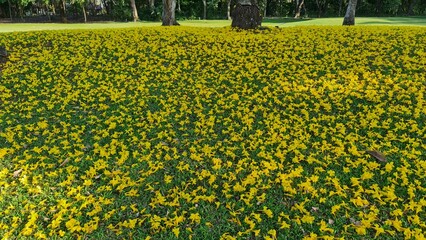 Field of yellow flowers with the foliage on the green grass.