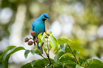 Turquoise bird from Brazil. A male of Blue Dacnis also know as Sai-azul perched on the branches of a tree. Species  Dacnis cayana. Animal world. Birdwatching.  Birding.