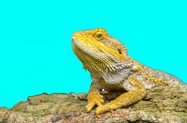 Fototapeta premium portrait lizard bearded dragon agama