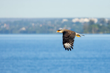 Crested Caracara also know as  Carcara or Carancho flying to hunt. Species Caracara plancus. Animal world. Bird lover. Birdwatching.